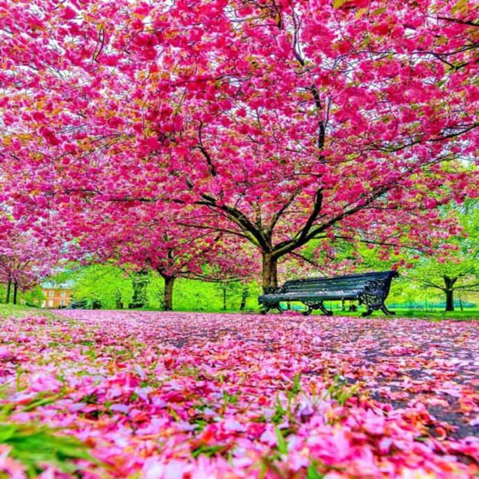 Japanese Cherry Blossom Premium Scented Aroma Beads